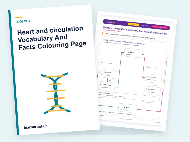 Heart and circulation Vocabulary And Facts Colouring Page — colouring sheets cover