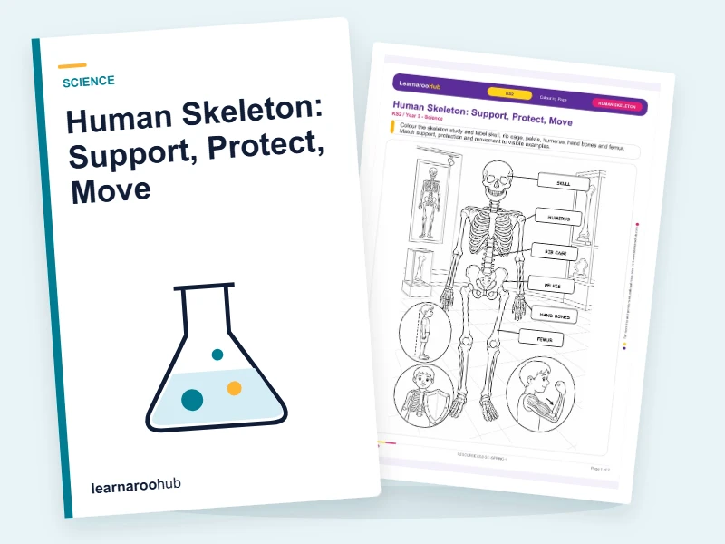Human Skeleton: Support, Protect, Move — colouring sheets cover