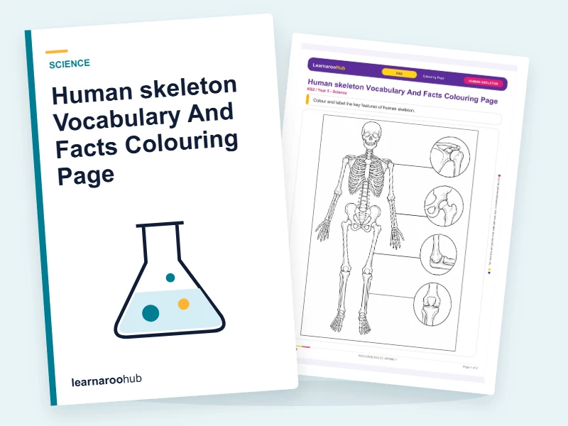 Human skeleton Vocabulary And Facts Colouring Page — colouring sheets cover