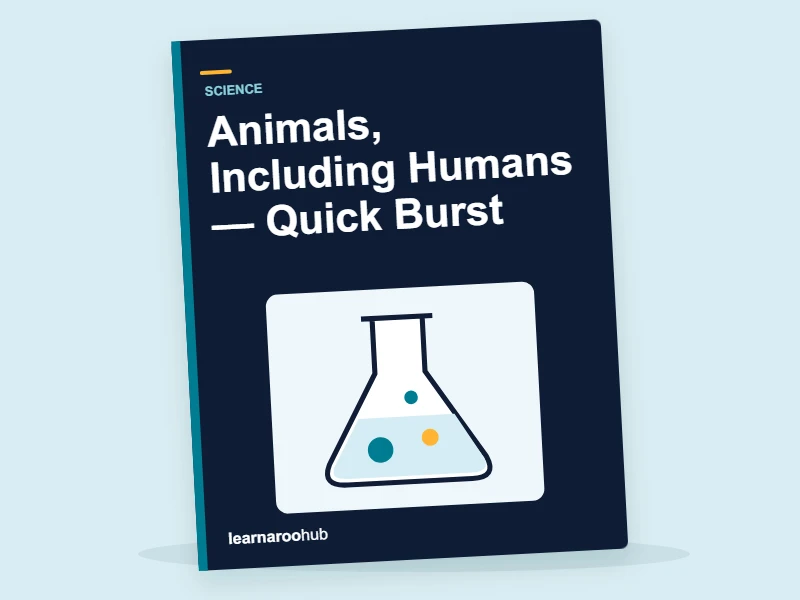 KS2 Science: Animals, Including Humans — Quick Burst — activity book cover